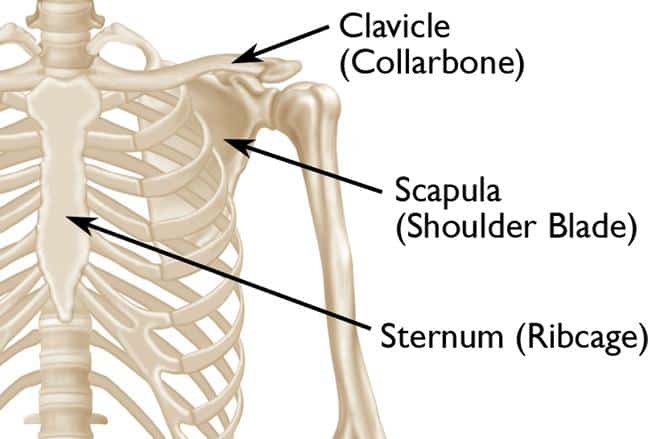 Clavicle Fracture